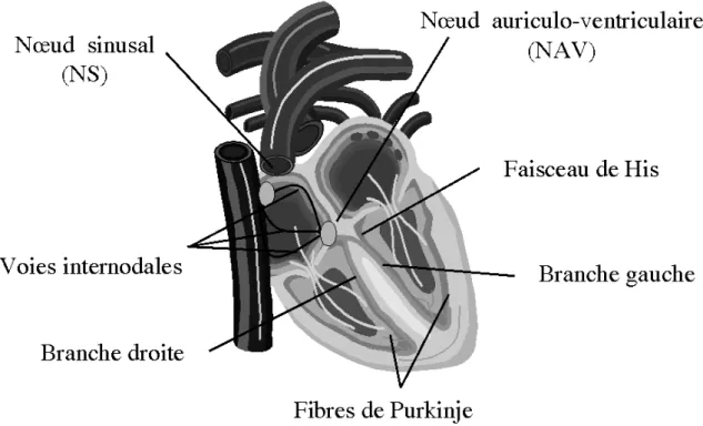 Illustration 5 : Anatomie du tissu nodal. 