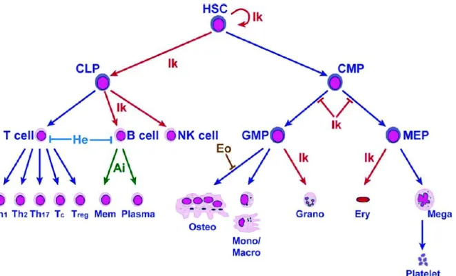 Figure 6 : Rôle du facteur de transcription IKAROS (Ik) et des autres membres de la famille  incluant Aiolos (Ai), Helios (He), Eos (Eo) lors de l’hématopoïèse [29]