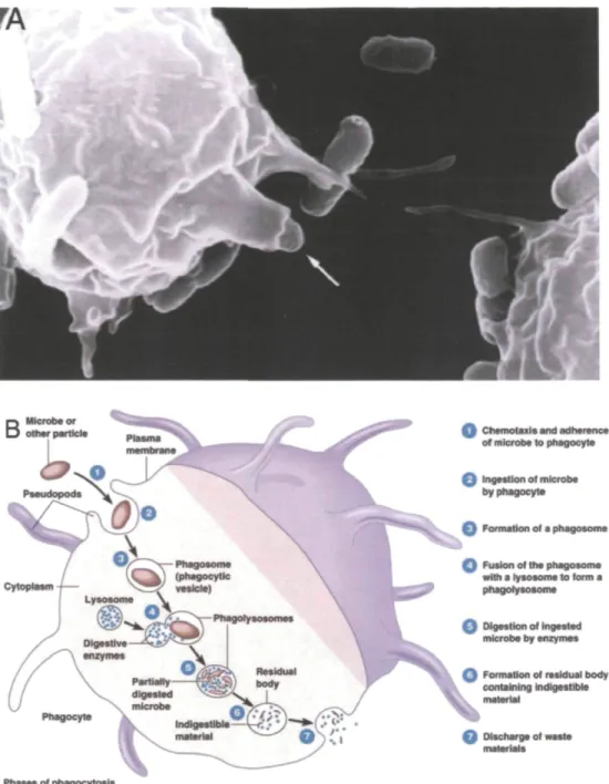 Figure 1. La phagocytose A) La phagocytose chez l'amibe Image en microscopie  électronique à balayage
