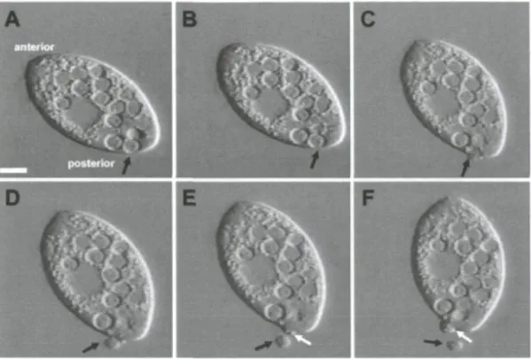 Figure 5. Processus de la libération d'une vésicule contenant Salmonella (flèches) à  partir de Tetrahymena
