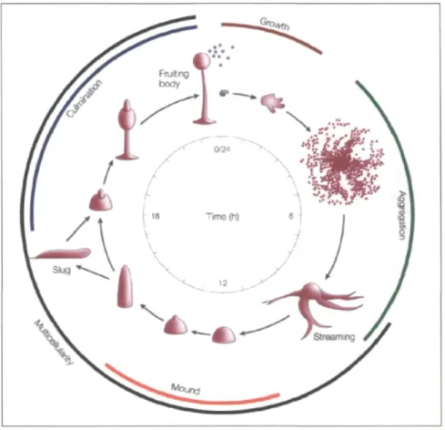 Figure 6. Le cycle de vie chez D. discoideum. Les amibes se nourrissent de bactéries,  jusqu'à ce que la nourriture soit épuisée