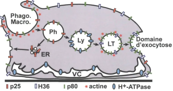 Figure 8. Modèle de la voie phago-endocytique chez D. discoideum. L'anticorps H72  qui reconnaît la protéine p25 est localisé principalement à la surface cellulaire, sur les  coupes phagocytiques ainsi que les endosomes de recyclages