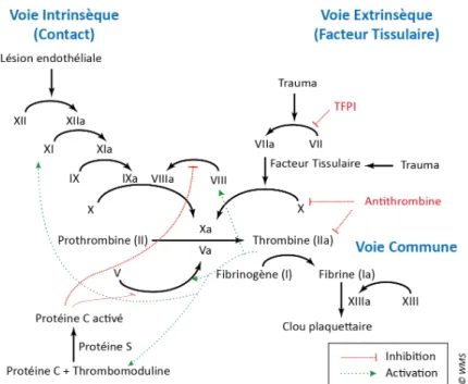 Fig 1 : La coagulation in vivo (Société française d’hématologie, 2014) 