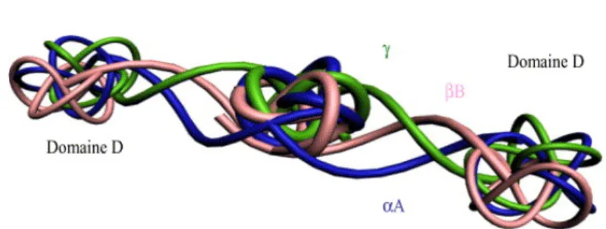 Fig 3: Modélisation simplifiée en images de synthèse d'une molécule de fibrinogène (Dohan) 
