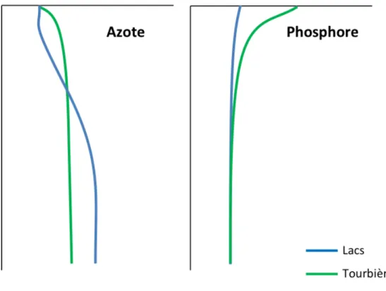 Figure 4. Profils estivaux typiques du N et du P dans les écosystèmes nordiques. Les  données utilisées pour les profils de tourbières sont issues de Wang et al