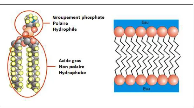 Figure 2. Représentation d’un phospholipide et de son organisation au sein de la bicouche des  membranes biologiques d’après Kochman et al