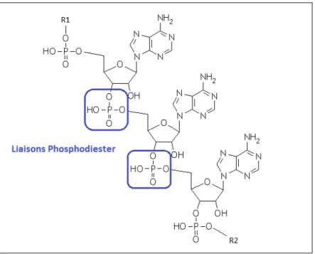Figure 3. Formule chimique d’un brin d’ARN. Mise en évidence des liaisons phosphodiesters 