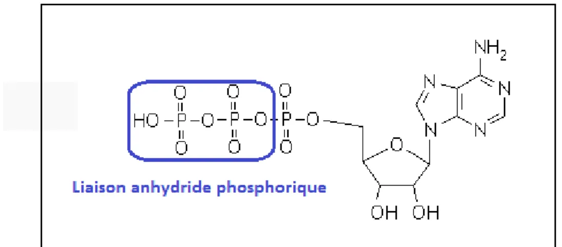 Figure  4.  Formule  chimique  de  l’adénosine  triphosphate.  Mise  en  évidence  de  la  liaison  anhydride  phosphorique  qui  est  à  l’origine  de  la  majorité  des  transferts  énergétiques  du  vivant