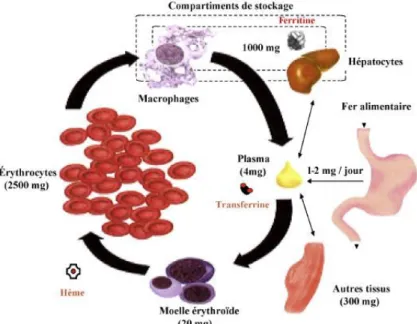 Figure 1 : Schéma du cycle du fer 