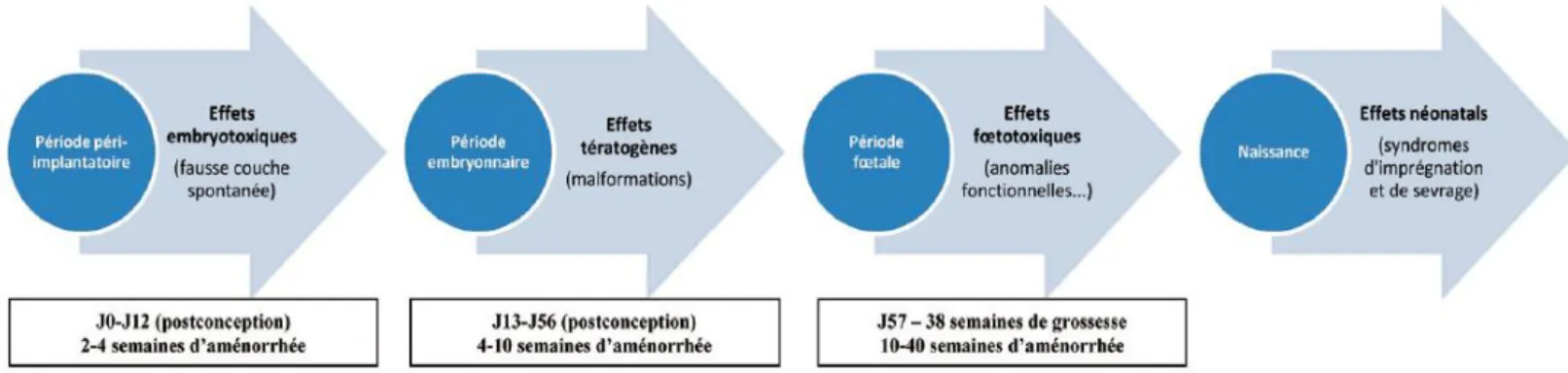 Figure 2 : Effets potentiels d’un médicament en fonction de la période de développement (3) 