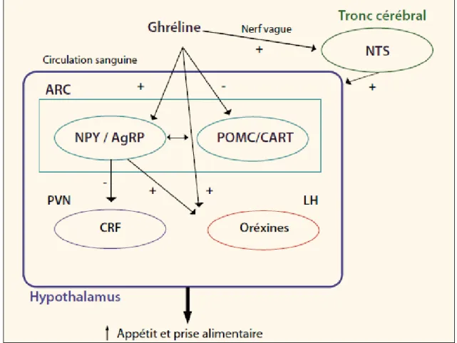 Figure 3 : Mécanismes d’action de la ghréline au niveau central pour réguler l’appétit et  la prise alimentaire [22] 