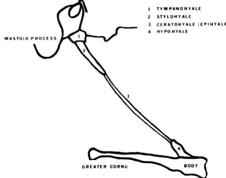 Figure 3. Les dérivés embryonnaires du complexe stylo-hyoïdien (Moffat et al. 1977). 