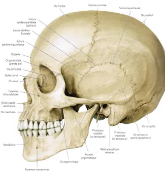 Figure 4. Vue latérale gauche du crâne (Schünke et al. 2014).