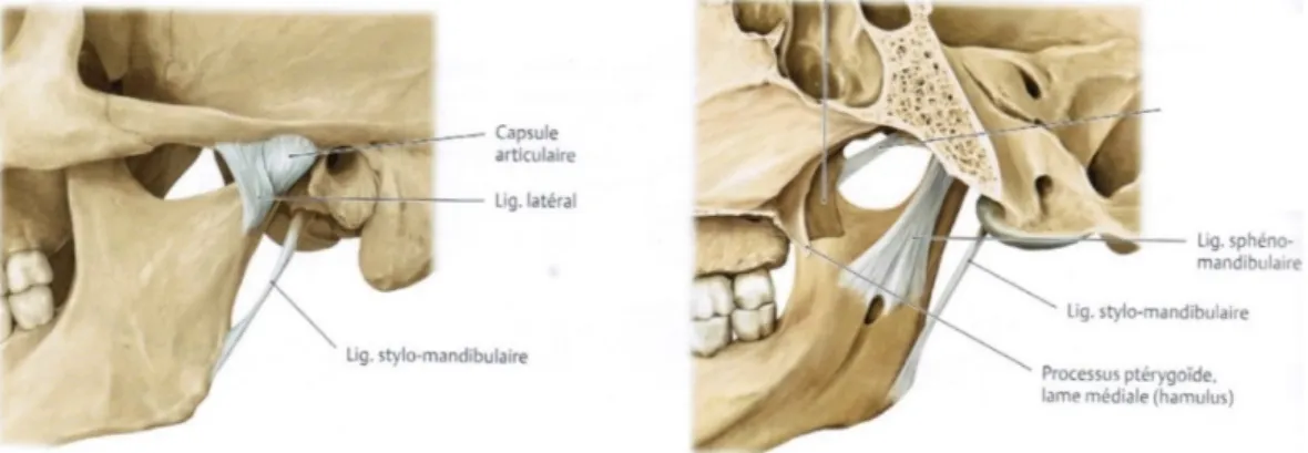 Figure 12.Ligament stylo-mandibulaire - vue latérale et vue médiale (Norton et Netter 2012)