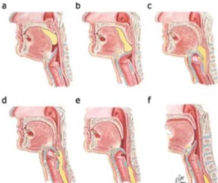 Figure 2 : Temps de la déglutition 