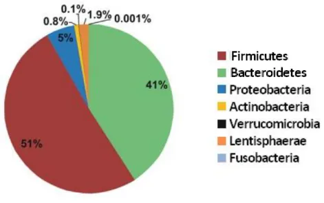 Figure 2 : Composition du microbiote intestinal chez un adulte sain  Répartition des bactéries selon les principaux phyla, d’après Claesson et al