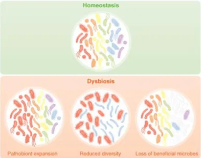 Figure 3 : Définition de la dysbiose, selon Petersen et al. 10