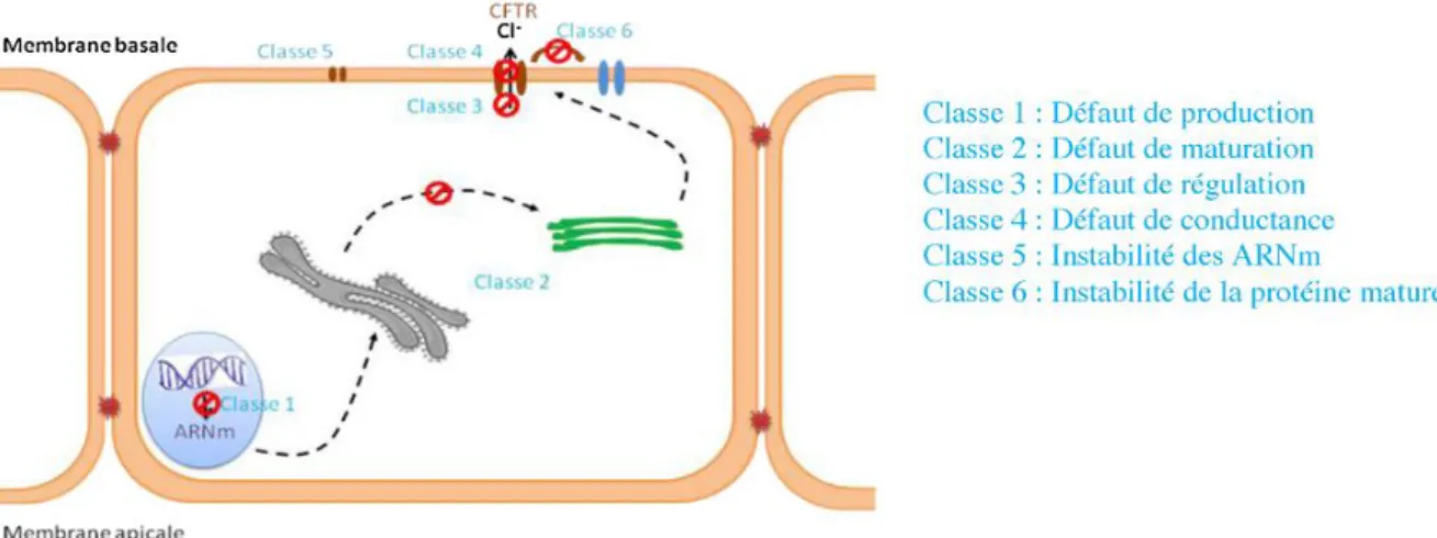 Figure 5 : Différentes classes de mutations du gène CFTR, d’après Covol et al. 21    En  fonction  de  leurs  répercussions  sur  la  protéine,  on  parle  de  mutations  «  sévères  »  (mutations de classe I, II et III) ou « modérées » (mutations de class