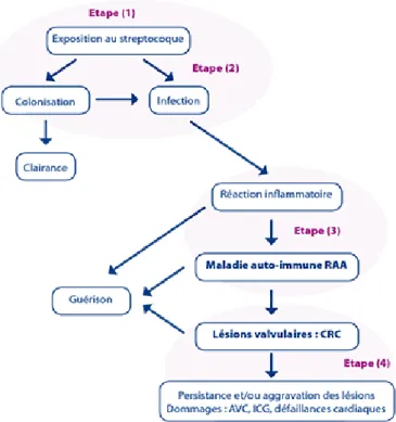 Figure 9. Evolution naturelle et stratégies de prévention du RAA et des CRC  (37) 
