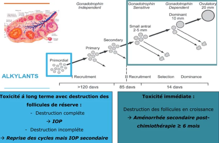 Figure 3 : Toxicité immédiate et à long terme de la chimiothérapie sur la fonction  ovarienne 