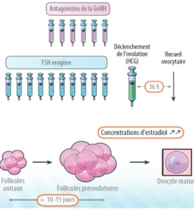 Figure 9 : Maturation folliculaire sous stimulation ovarienne. Adapté de Kort et al. selon  Grynberg et al