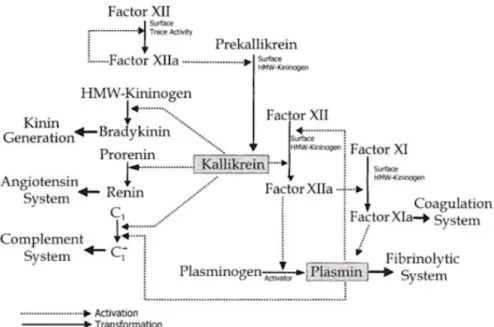 Figure 10 : Production de kallikréine par contact du sang avec des surfaces étrangères