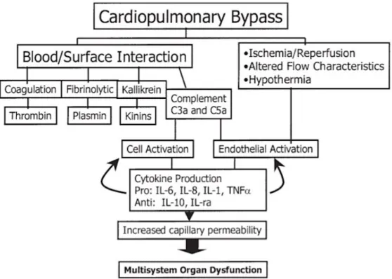 Figure 11 : Conséquence de la mise en CEC : le SIRS et l’activation de la coagulation