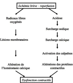 Figure 12 : Principales hypothèses physiopathologiques de la sidération myocardique. D’après  Ghaleh et al (34)