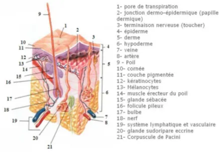 Figure 1: Anatomie de la peau 