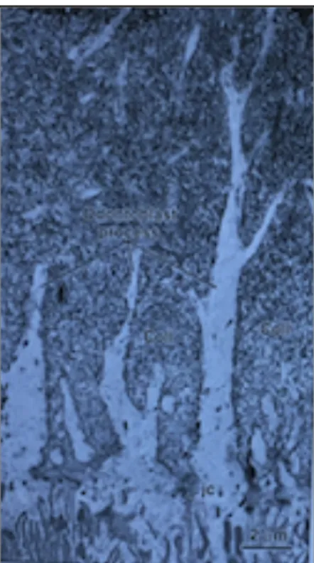 Figure 3 : Coupe histologique de ramifications odontoblastiques et jonctions   inter-cellulaires (Nanci 2013) 