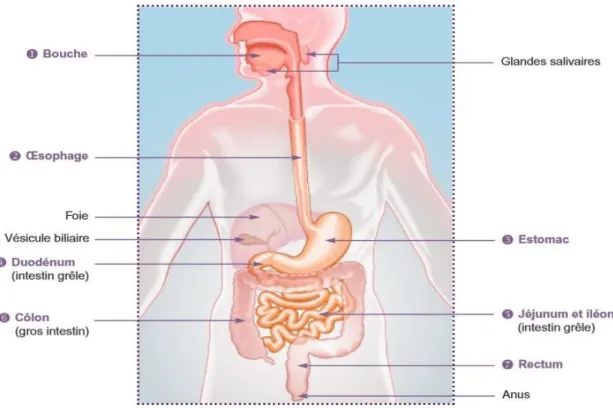Figure 1 : Anatomie du système digestif (HAS, 2009). 