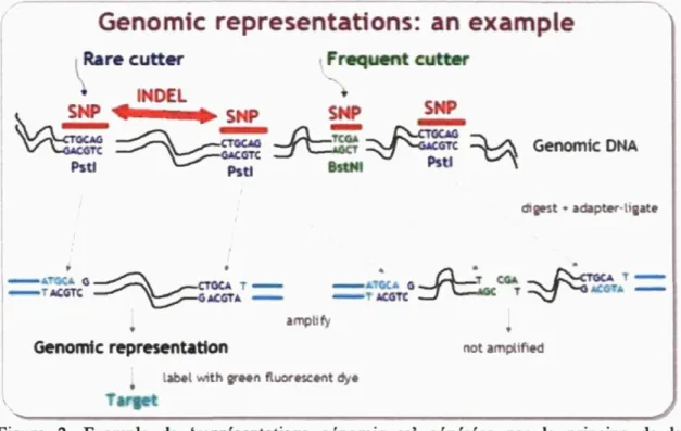 Figure 2. Exemple de 'représentations génomiques' générées par le principe de la  technologie DArT (Wenzl et al., 2004)