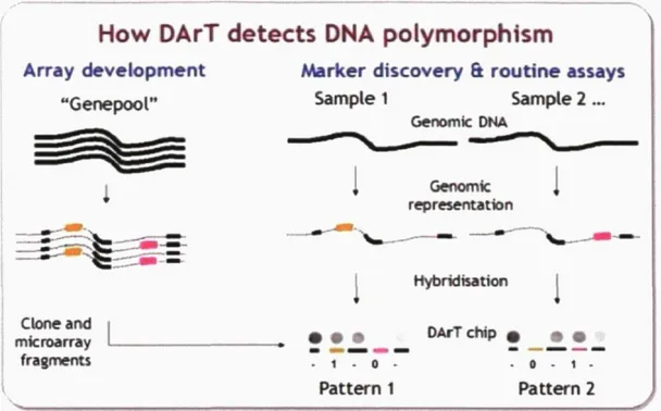 Figure 3. La détection des marqueurs DArT (Wenzl et aL, 2004) 