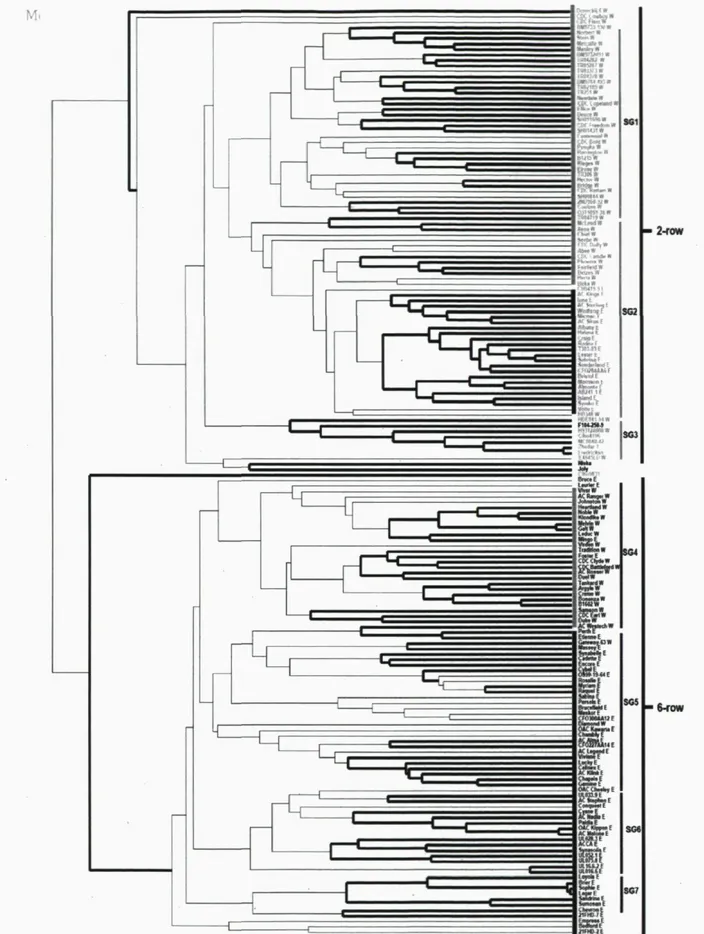 Figure 4. Structure de la population au sein des orges canadiennes. Les 169 lignées forment  deux groupes en fonction du nombre de rangs de grains (« 2-row » et « 6-row »)