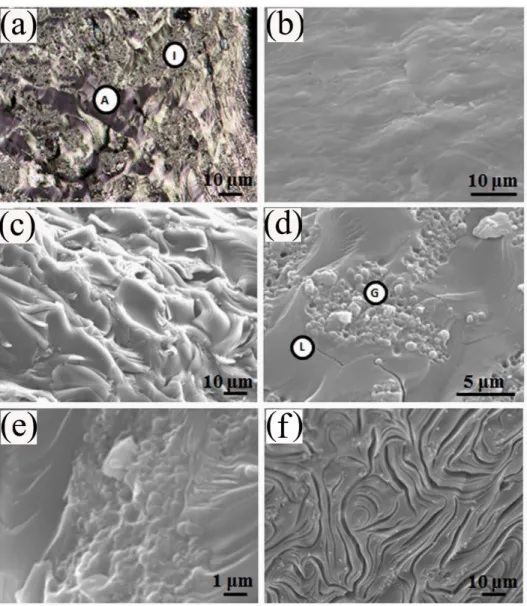 Figure 2 Micrographs of pure carbonized pitch: (a) optical microscopy image of polished surface  (A: anisotropic, I:isotropic texture), (b) SEM image of polished surface, (c) general views of  fractured surface, (d) different textural components visible in