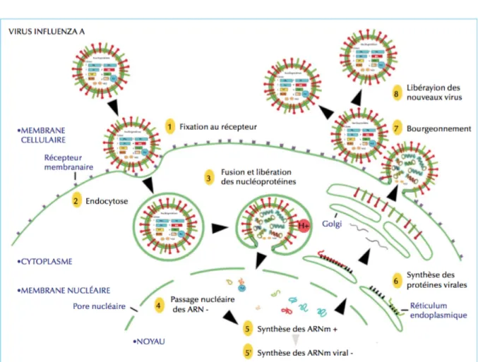 Figure 2 : Cycle de réplication virale du virus de la grippe : exemple du type A d’après 