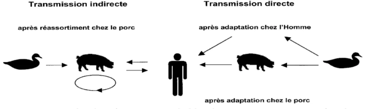 Figure 3 : Exemples de mécanismes probables de transmission inter-espèce du virus de  la grippe A à l’origine des différentes pandémies d’après (1)