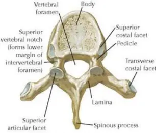 Figure 1 : Vertèbre thoracique vue supérieur d’après Netter 