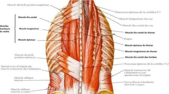 Figure 5: musculature profonde d’après Netter 