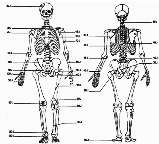 Figure 8: Temps de consolidation osseuse pour chaque os 