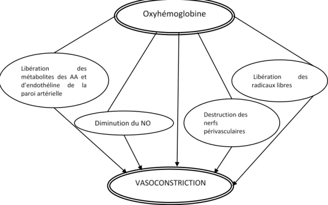 Figure   1:   Physiopathologie   du   vasospasme   :   rôle   de   l’oxyhémoglobine       