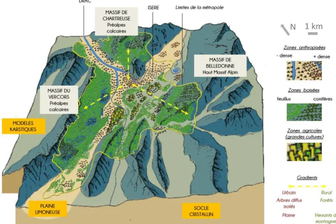 Figure 8 : Le territoire de Grenoble-Alpes Métropole, des gradients de végétation, d'altitude, et de densités d'habitations  entre la ville centre et la périphérie