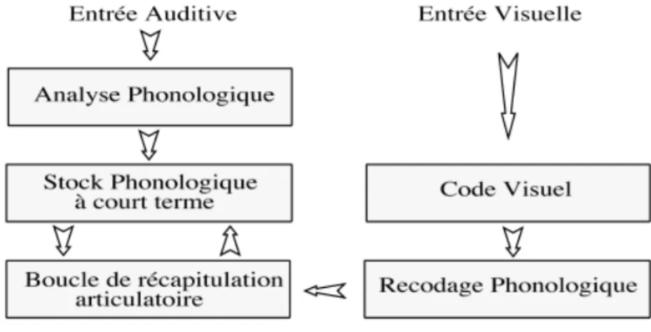 Figure   5.   Boucle   phonologique.   