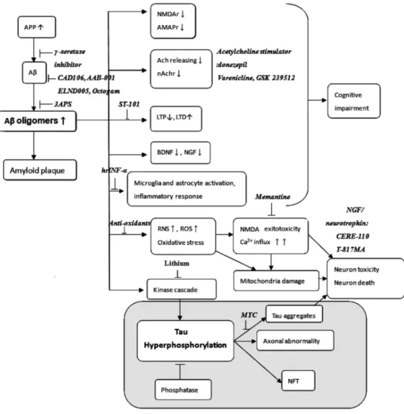 Figure   11.   Stratégies   thérapeutiques   ciblant   la   cascade   amyloïde   et   l’hyperphosphorylation   de   Tau    90 