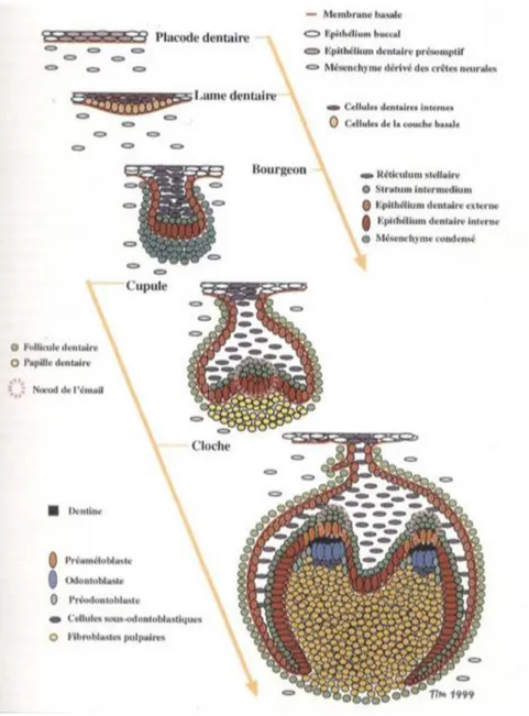 Figure 1 : Schématisation de la spécificité cellulaire au cours de l’odontogenèse 