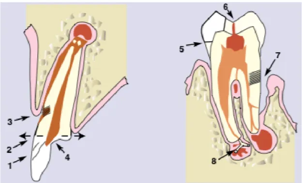 Figure 3 : Schématisation des voies de communication endo-parodontale 