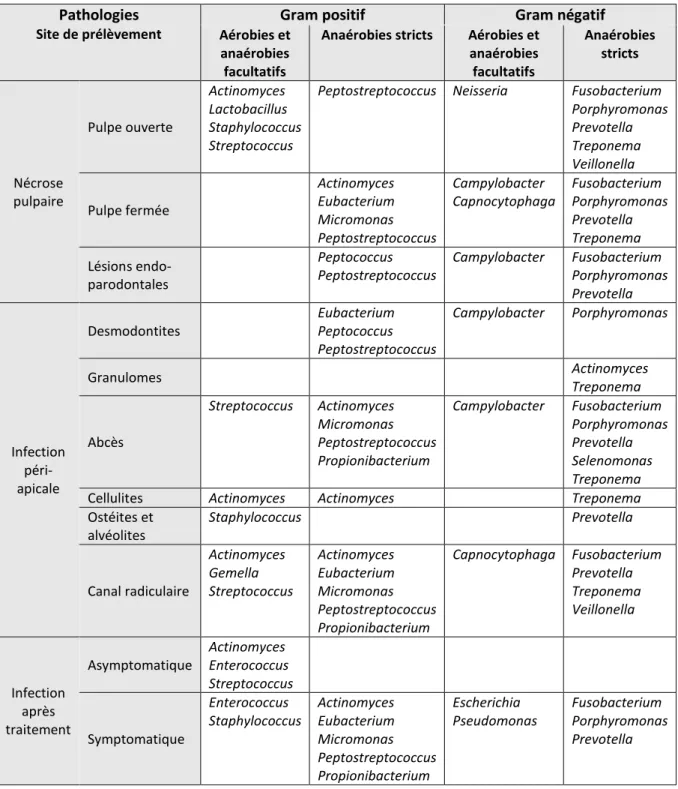 Tableau 1 : Principaux genres bactériens isolés à partir d’infections endodontiques ou périapicales  Pathologies 