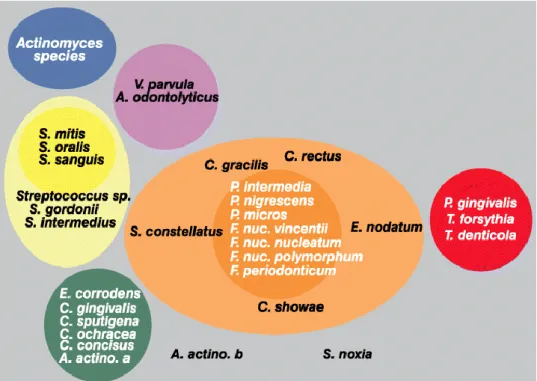 Figure 4 : Schématisation des relations des espèces au sein des complexes microbiens et entre les  complexes microbiens 