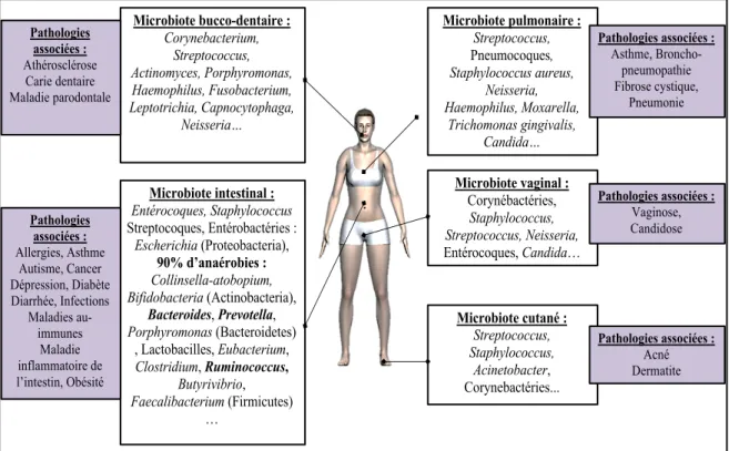 Figure 1 : Principales espèces composant les microbiotes et pathologies associées à leur  déséquilibre  2,3,8,12   