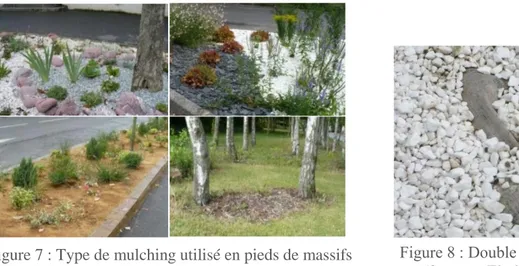Figure 7 : Type de mulching utilisé en pieds de massifs  ou pieds d’arbres (Source : Elodie DETOURNAY) 